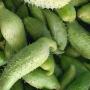 Phadi Karela (Kankoda)