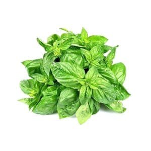 Basil